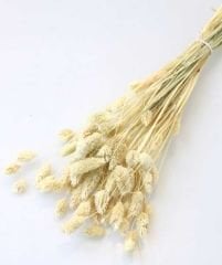 ÇİÇEK DOĞAL KUŞ OTU PK:50 GR NATUREL KL:100