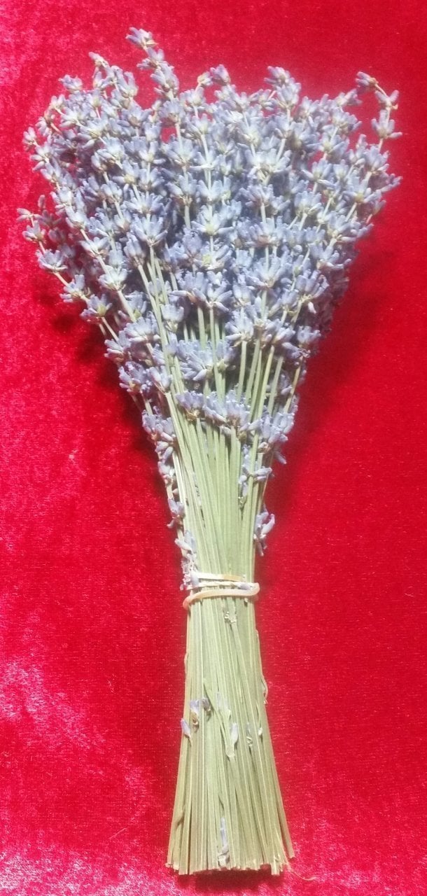DEMET LAVANTA (100AD)