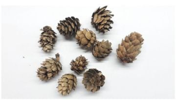 20 li Mini Kozalak Ağaç Süsü