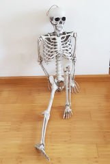 İnsan Vücudu İskelet Kemik Dekor 90 cm