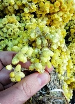 Altın Otu (Mimoza) Sarı renkli demet çiçek