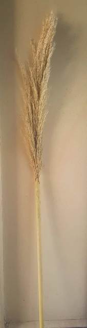 Büyük Tek dal doğal pampas