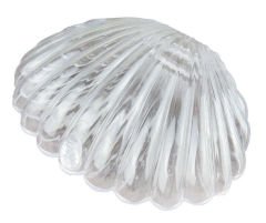 ŞEFFAF İSTİRİDYE İNCİ KUTU PLASTİK