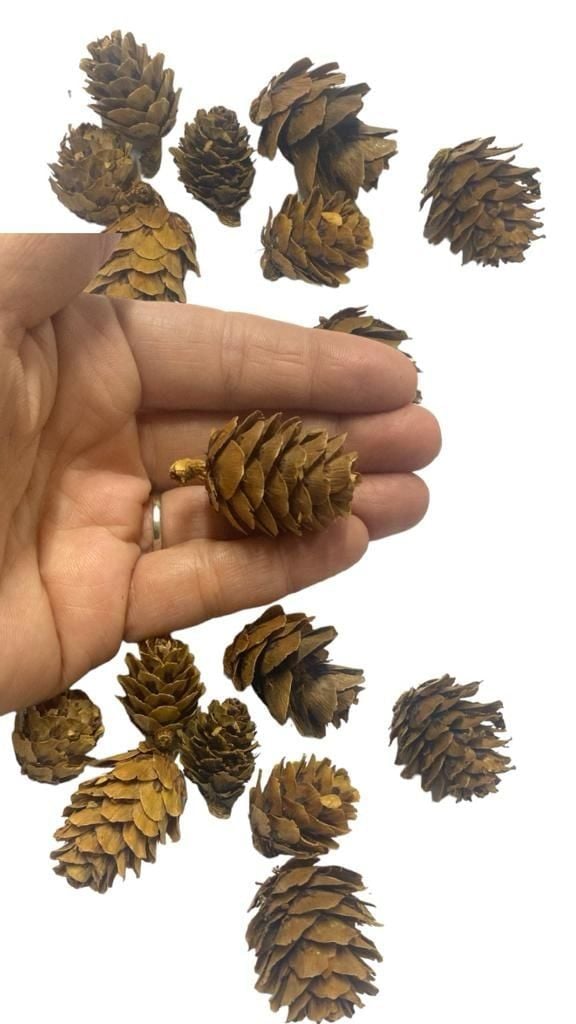 İpsiz Minik Dökme Kozolak(80 ad)