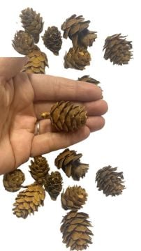 İpsiz Minik Dökme Kozolak(80 ad)